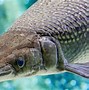 Image result for Alligator Gar Fisch