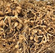 Image result for Root-Knot Nematode Tomato Roots