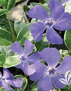 Image result for Vinca Minor Shurgert