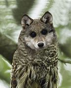 Image result for Wolf and Owl