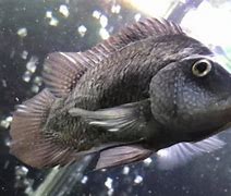 Image result for Fish TB