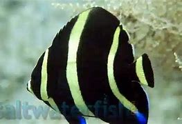 Image result for Black Angelfish Saltwater