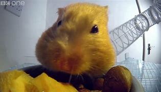 Image result for Perangkap Hamster