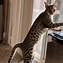 Image result for Serval Cat Full-Grown