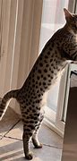 Image result for Svahna Cat