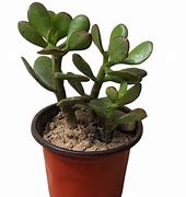 Image result for Jade Plant Roots