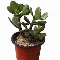 Image result for Baby Jade Plant