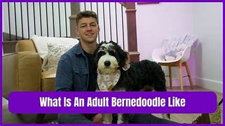 Image result for Large Bernedoodle