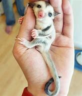 Image result for Adorable Sugar Glider