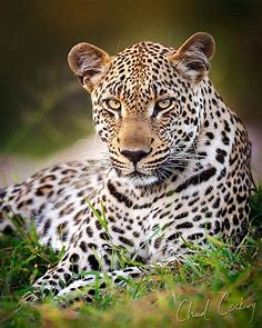 Pin by sonilys on Big Cats 2 | Wild cats, Rare animals, Cute animals