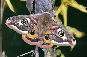 Image result for Raisin Moth