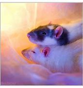 Image result for Fancy Rat