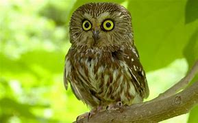 Image result for Scary Owl Neon