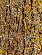 Image result for Oak Tree Bark Disease