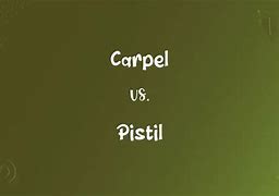 Image result for Carpel Pistil