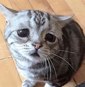 Image result for Muka Kucing Sedih Meme