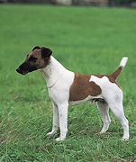 Image result for Baby Fox Terrier