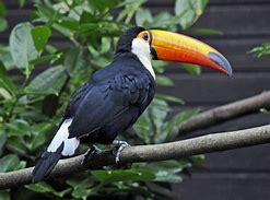 Image result for Toucan Life Cycle