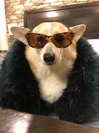 Image result for Corgi in Clothes