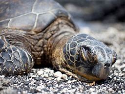 Image result for Turtle Sleeping