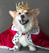 Image result for Royal Corgi