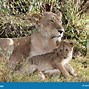 Image result for Mother Lioness