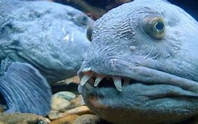 Image result for Deep Sea Wolf Eel