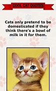 Image result for Cool Cat Quotes