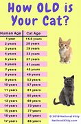 Image result for Cat at Age Day 1