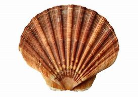 Image result for Unusual Clam Schell's