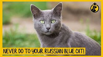 Image result for Russian Blue Cat German Shepherd