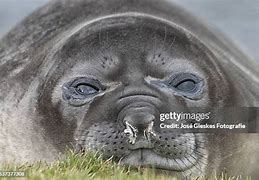 Image result for Elephant Seal Nose