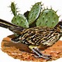 Image result for UTSA Roadrunner SVG