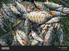 Image result for River Fishing Catch Basket