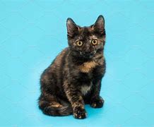 Image result for Tortoise Shell Lion Kitten