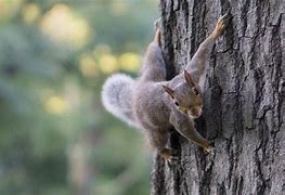 Image result for Animal in Roof Garden