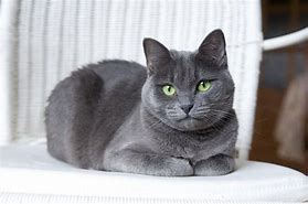 Image result for Russian Blue Lightning Blaze Variegated Rat