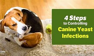 Image result for Canine Yeast Infection