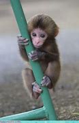 Image result for Cute Baby Vervet Monkey