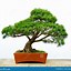 Image result for Pine Tree Forest Bonsai