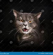 Image result for Angry Gray Cat Moody