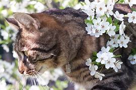 Image result for Spring Cat Wallpaper