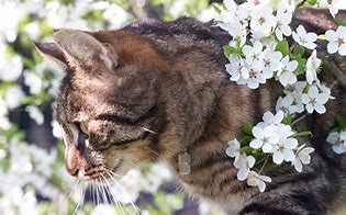 Image result for 3 Spring Cat Wallpaper