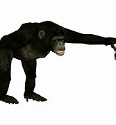 Image result for Bonobo PNG