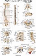 Image result for Posterior Spine Anatomy