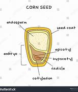 Image result for Corn Seed Structure Diagram