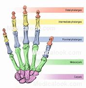 Image result for Manus Region Anatomy