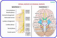 Image result for Spinal Nerves List