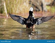 Image result for Crested Merganser