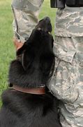 Image result for United States Air Force K9